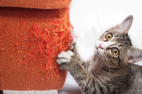 Claves para tener un hogar impecable con mascotas Claves para tener un hogar impecable con mascotas