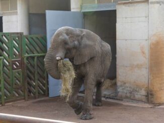 Cabárceno despide a Jums, el macho dominante de la manada de elefantes africanos