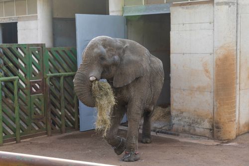 Cabárceno despide a Jums, el macho dominante de la manada de elefantes africanos Cabárceno despide a Jums, el macho dominante de la manada de elefantes africanos